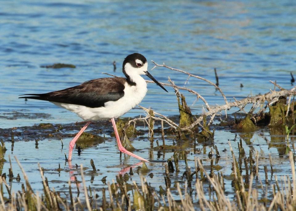 Free download high resolution image - free image free photo free stock image public domain picture  Black-Necked Stilt Huron