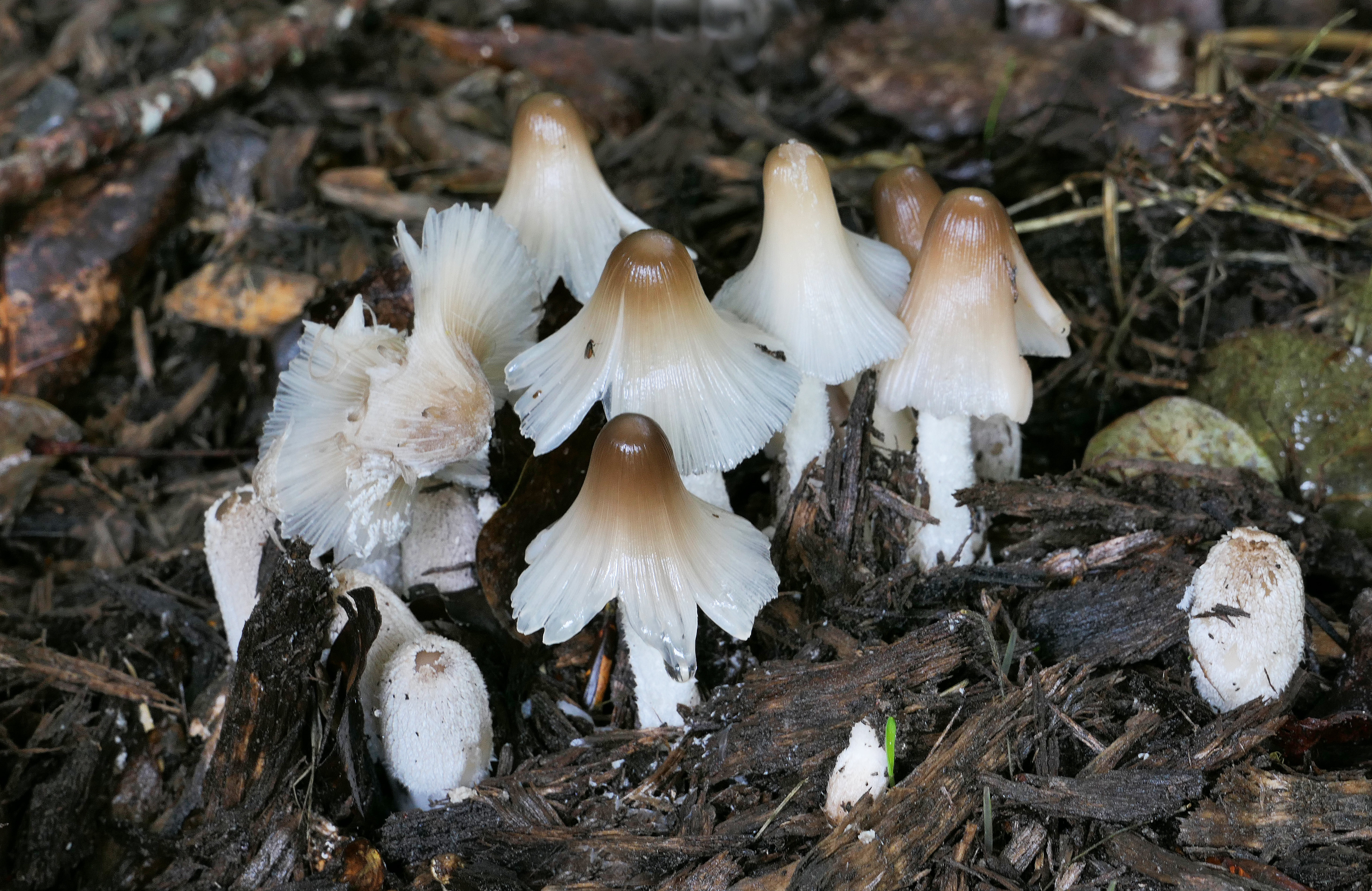 Free download high resolution image - free image free photo free stock image public domain picture -mushrooms