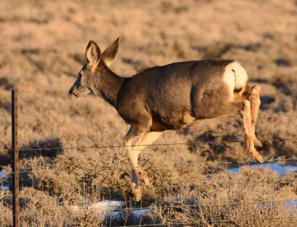 Free download high resolution image - free image free photo free stock image public domain picture  Mule deer and fence