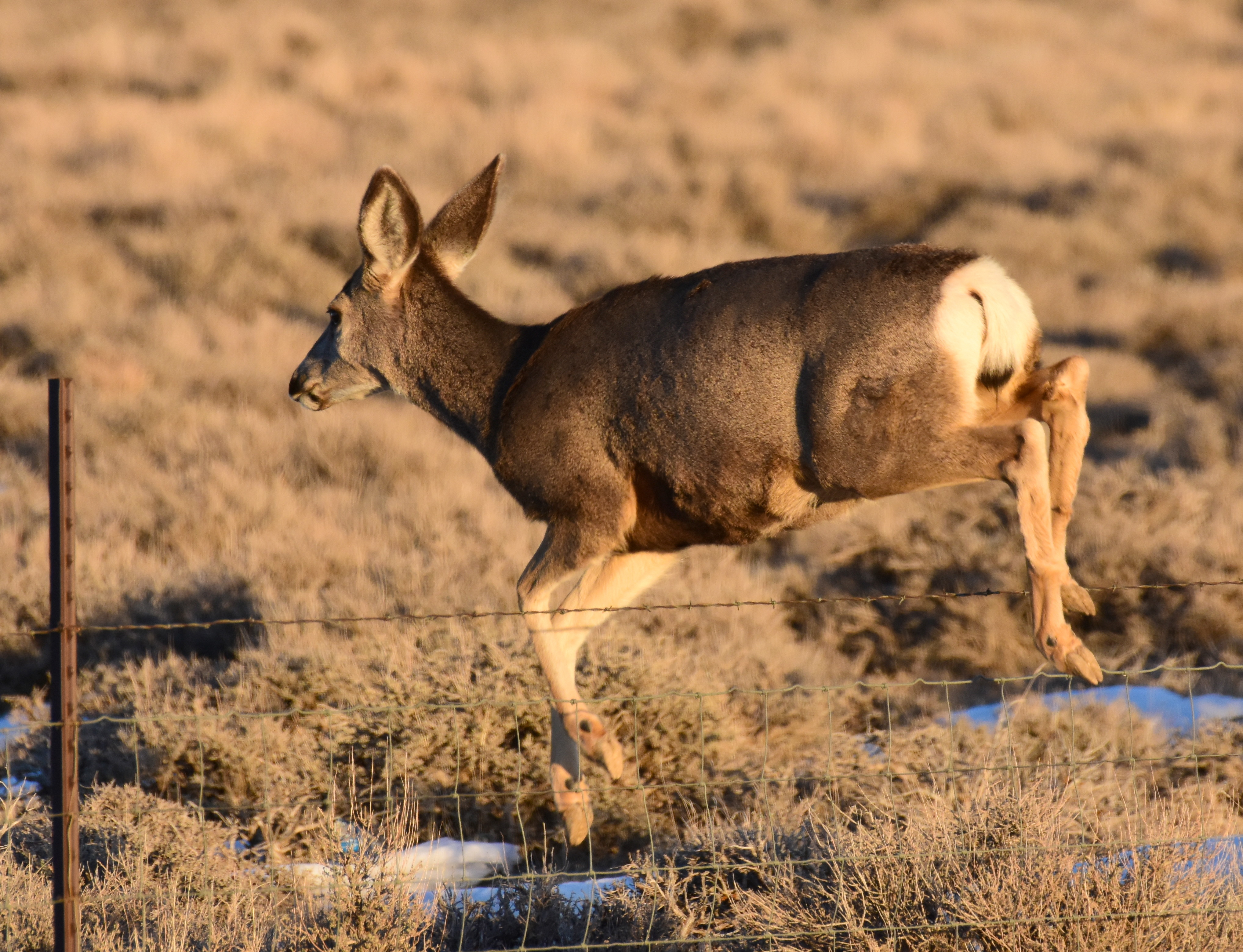 Free download high resolution image - free image free photo free stock image public domain picture -Mule deer and fence