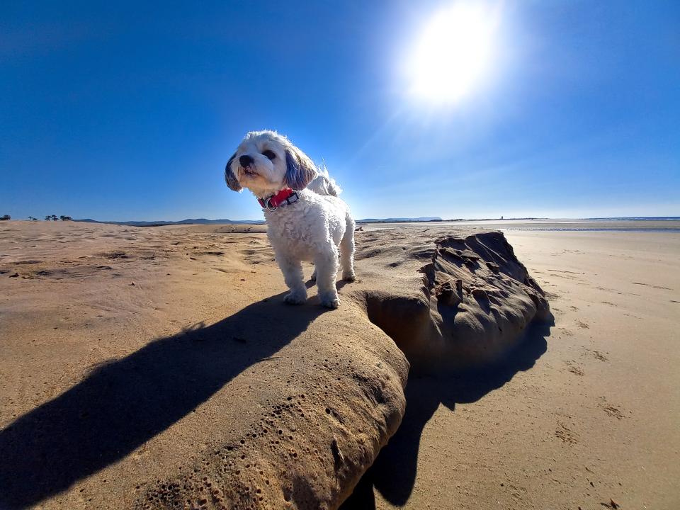 Free download high resolution image - free image free photo free stock image public domain picture  dog standing at the beach