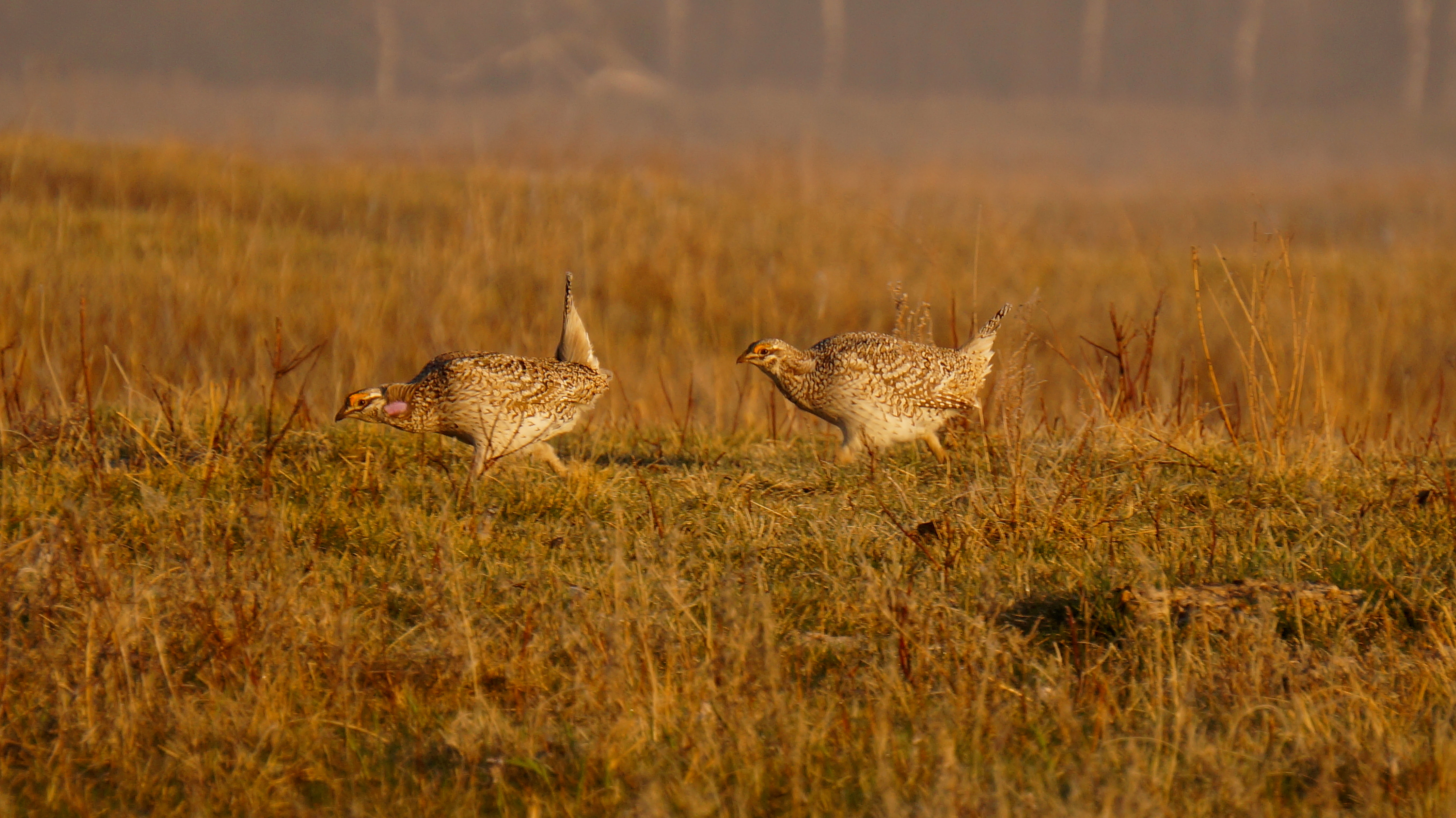 Free download high resolution image - free image free photo free stock image public domain picture -Sharp Tailed Grouse Mating Dance