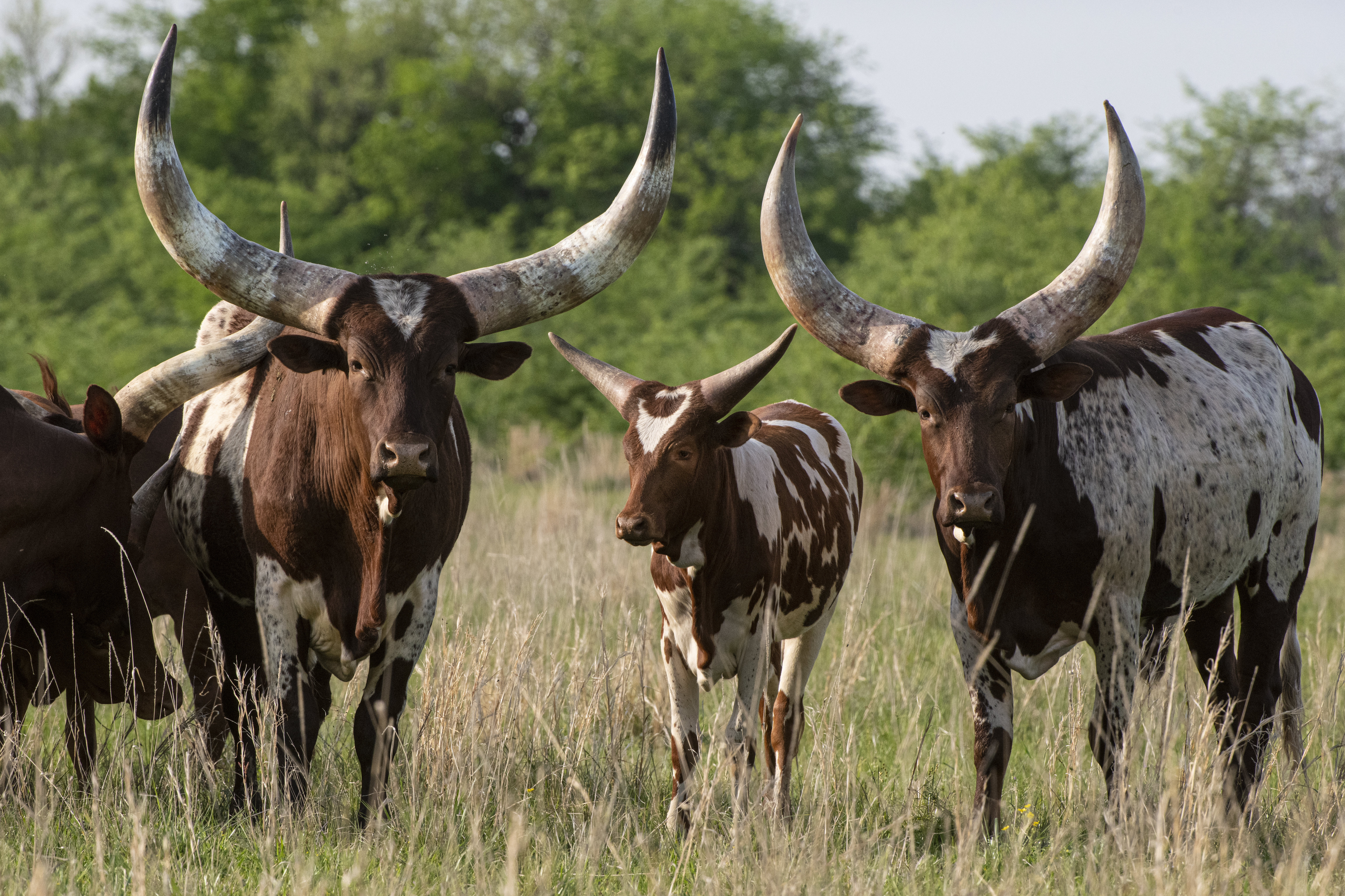 Free download high resolution image - free image free photo free stock image public domain picture -Watusi cattle