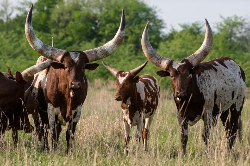 Free download high resolution image - free image free photo free stock image public domain picture  Watusi cattle