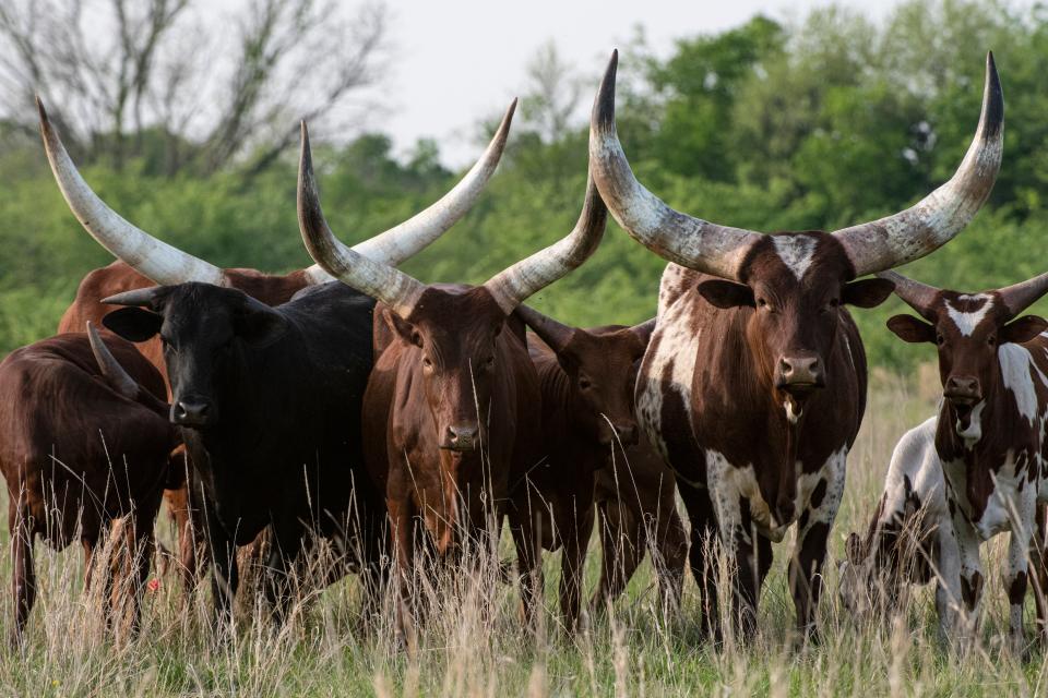 Free download high resolution image - free image free photo free stock image public domain picture  Watusi cattle