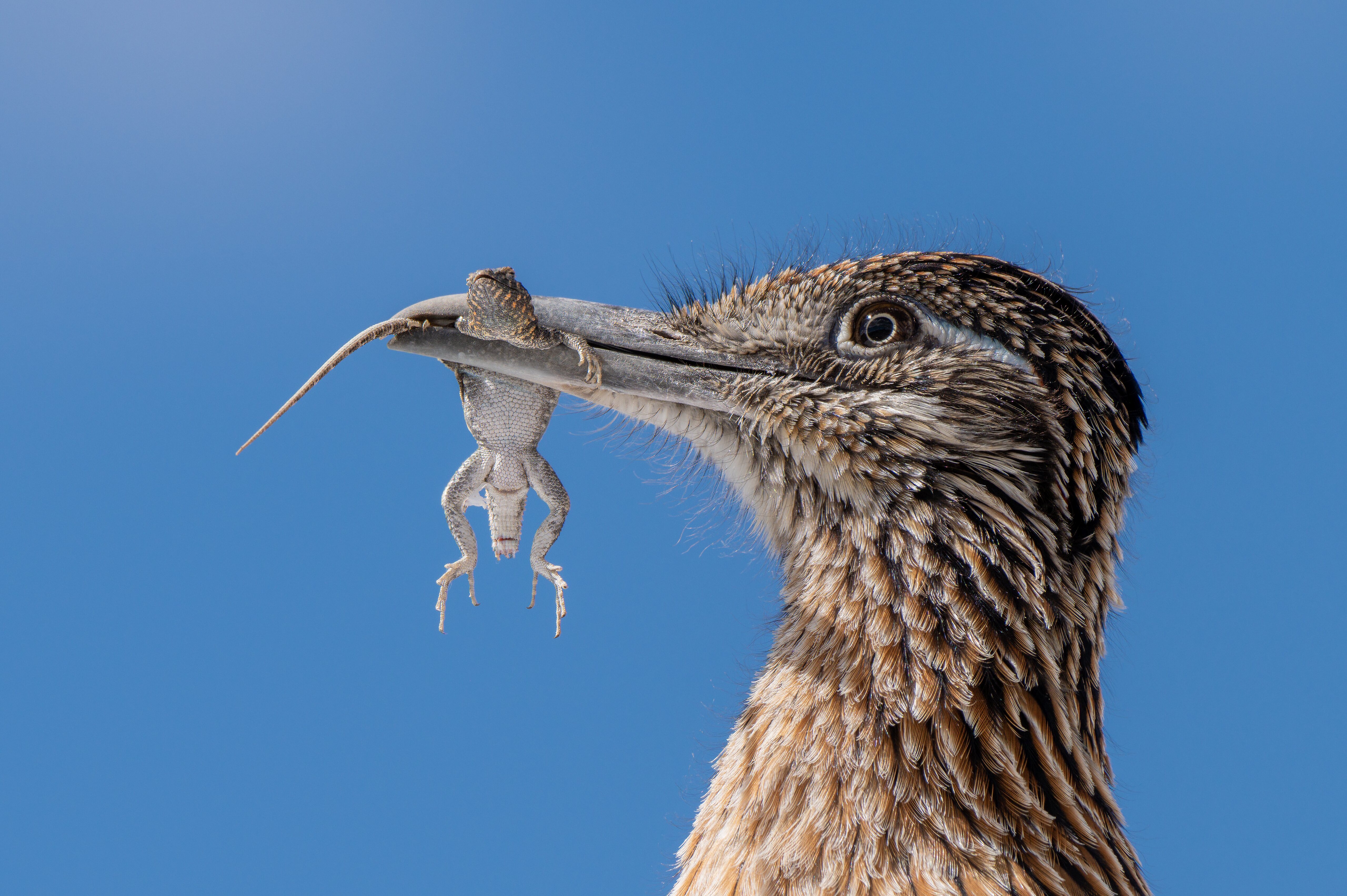 Free download high resolution image - free image free photo free stock image public domain picture -Greater Roadrunner