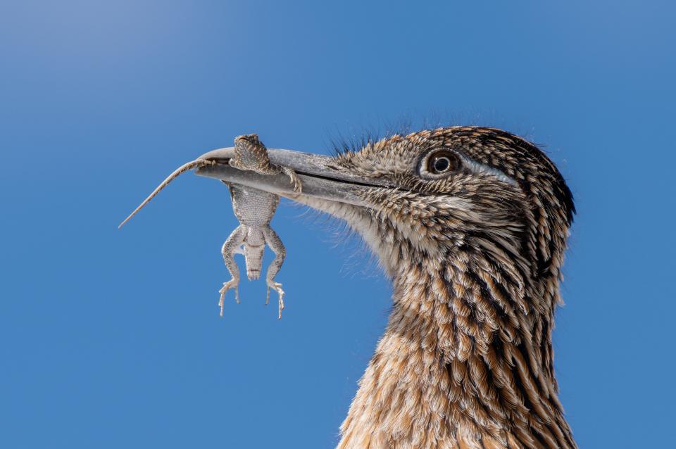 Free download high resolution image - free image free photo free stock image public domain picture  Greater Roadrunner