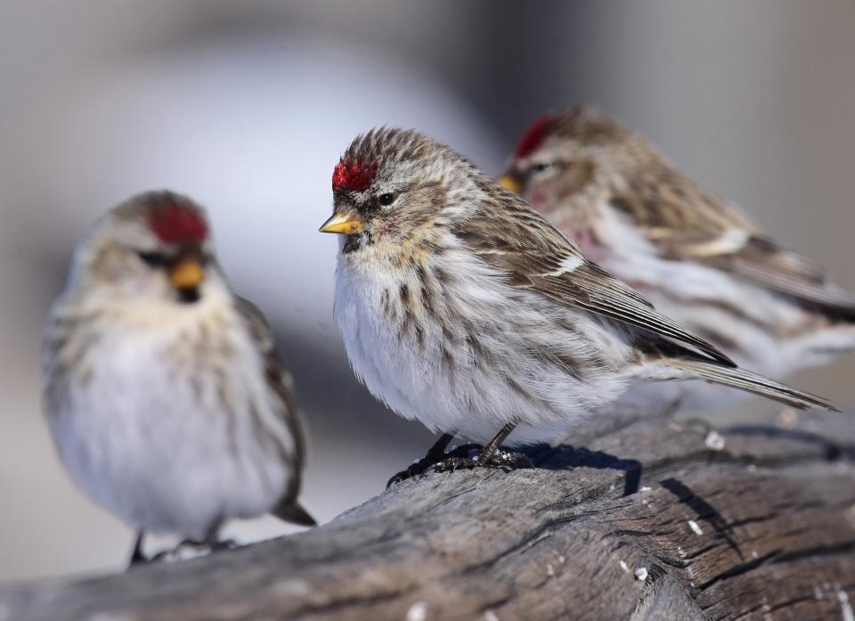 Free download high resolution image - free image free photo free stock image public domain picture  redpoll at Seedskadee National Wildlife Refuge