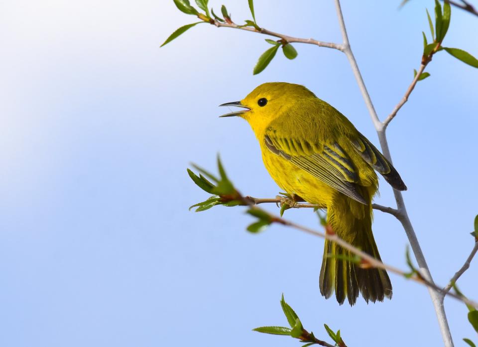 Free download high resolution image - free image free photo free stock image public domain picture  Yellow warbler