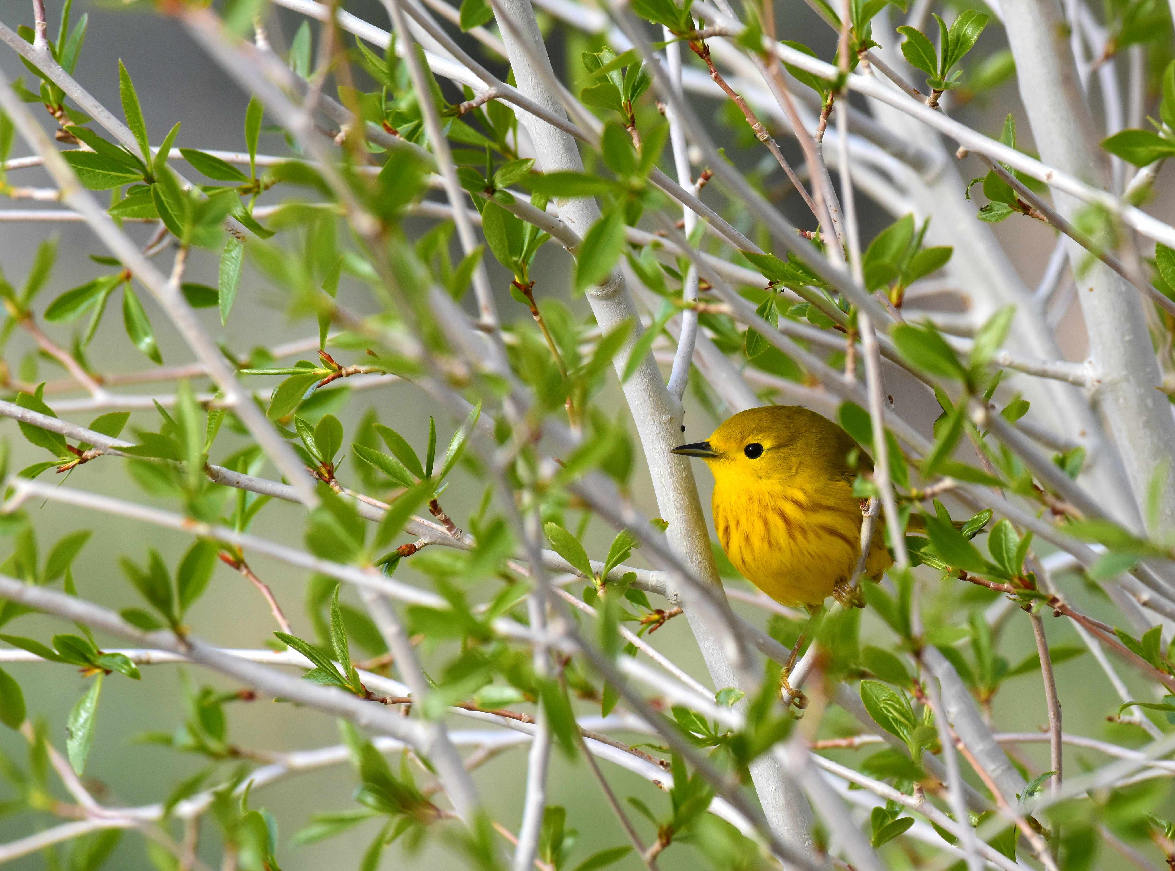 Free download high resolution image - free image free photo free stock image public domain picture -Yellow warbler