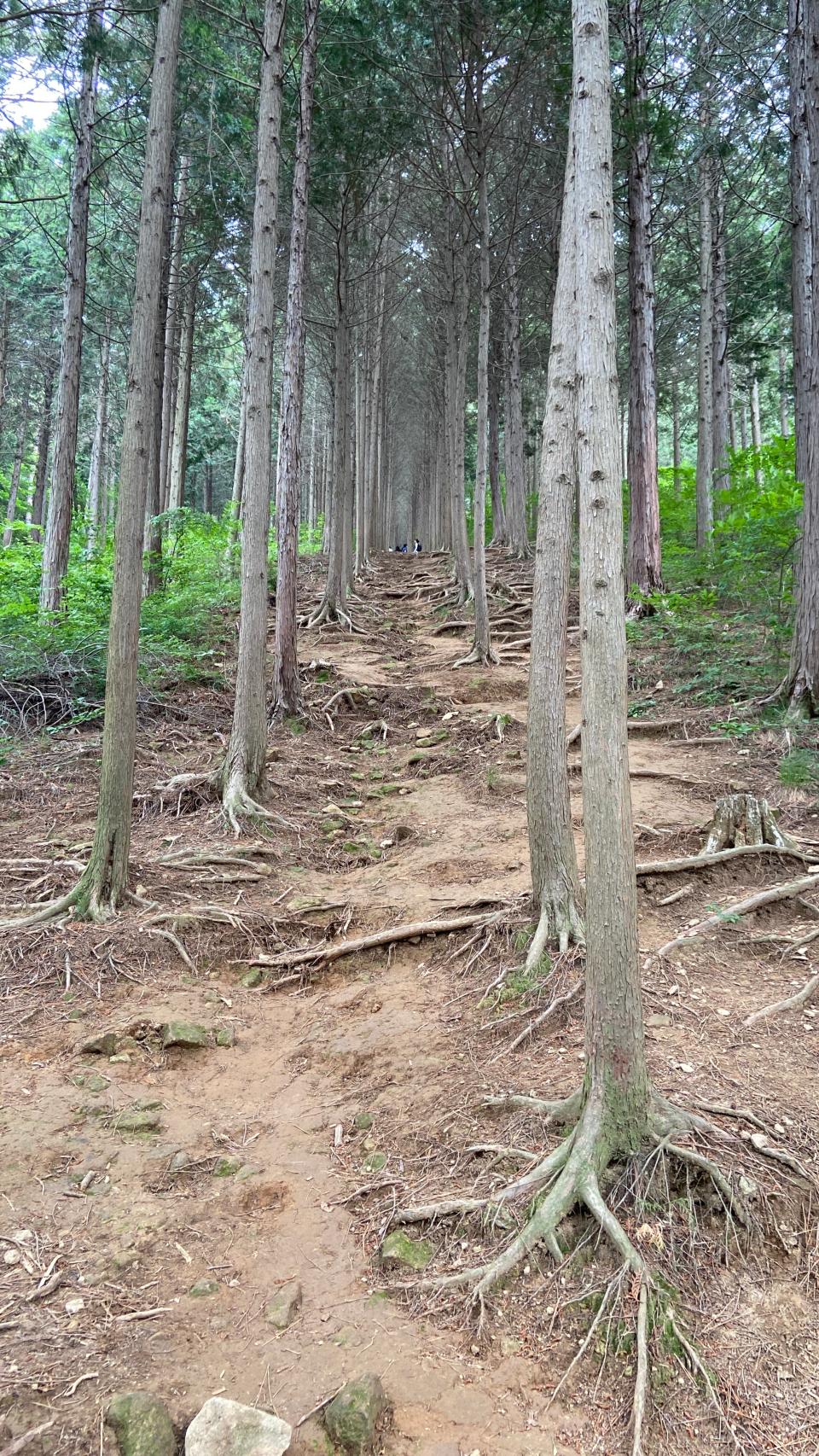 Free download high resolution image - free image free photo free stock image public domain picture  Galmobong Forest Bathing in Goseong