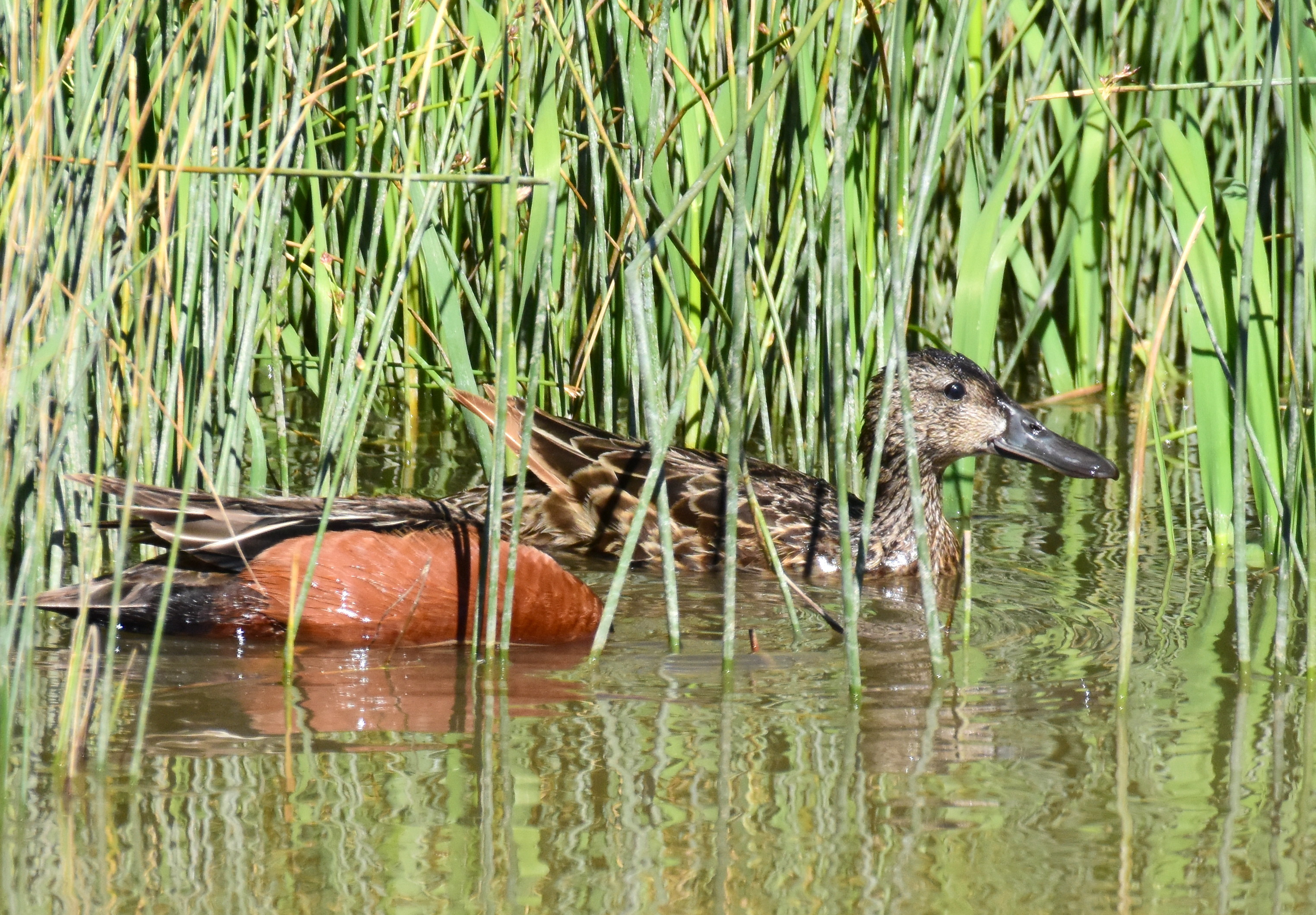 Free download high resolution image - free image free photo free stock image public domain picture -Cinnamon teal