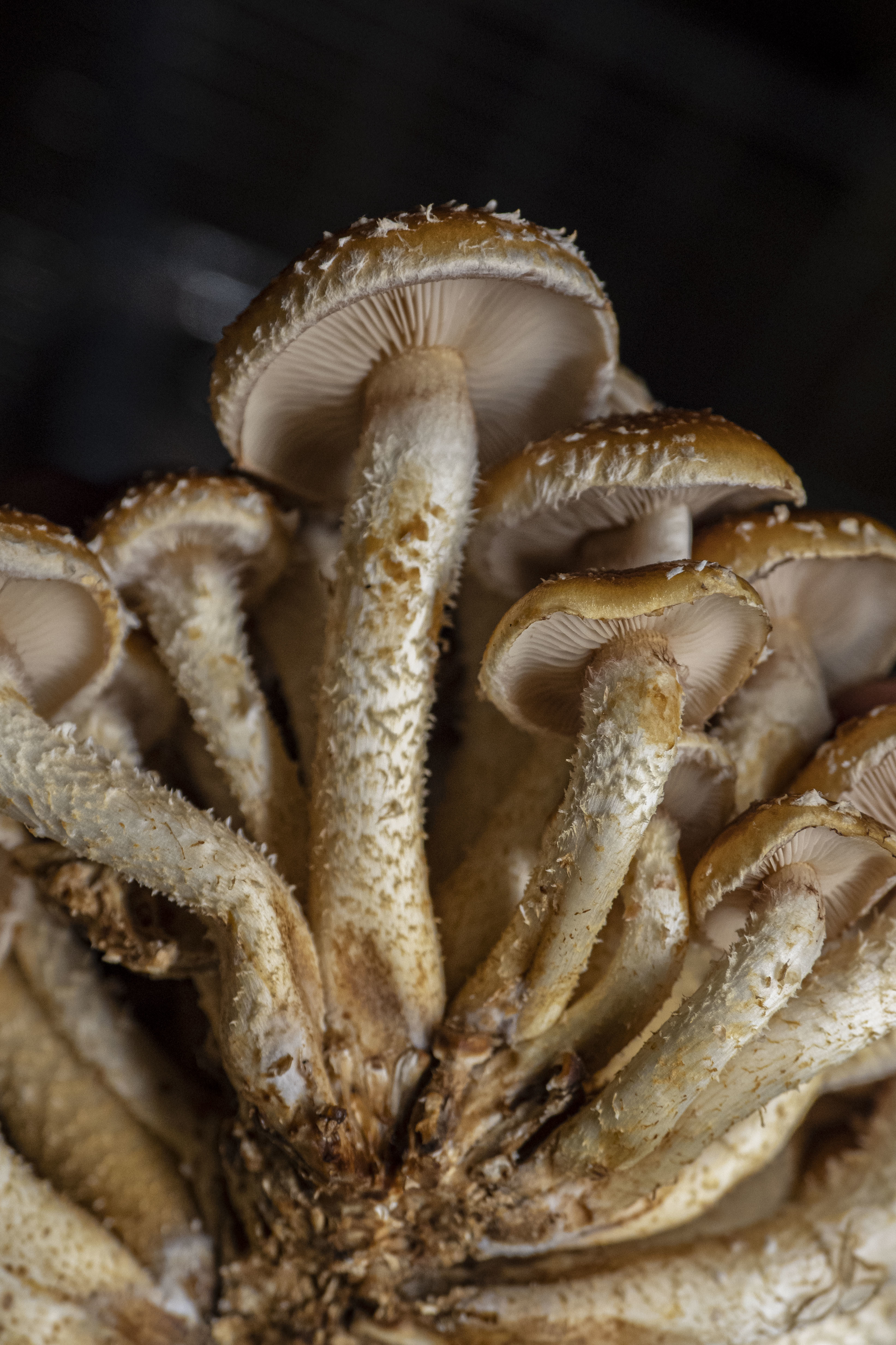 Free download high resolution image - free image free photo free stock image public domain picture -mushroom