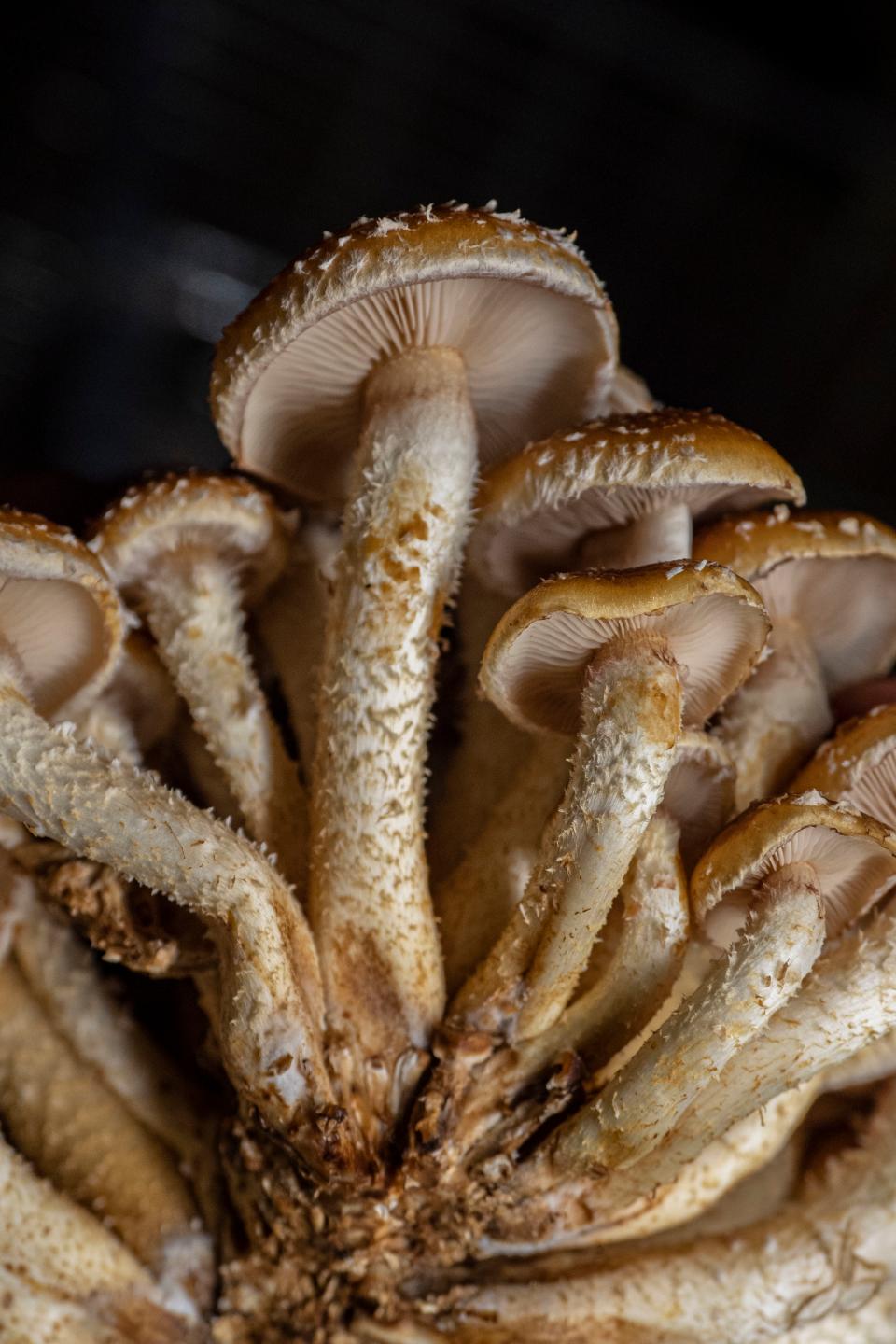 Free download high resolution image - free image free photo free stock image public domain picture  mushroom