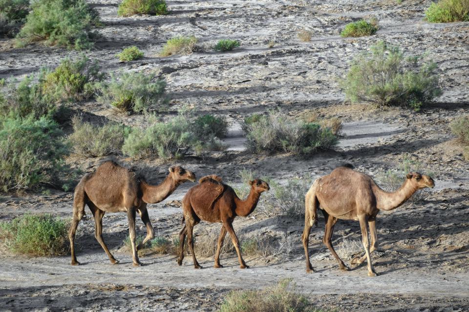 Free download high resolution image - free image free photo free stock image public domain picture  Camel caravan